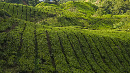 Scenic view of agricultural field