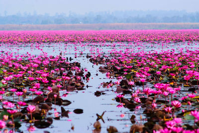 Pink lotus water lily in lake