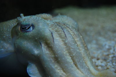Close-up of fish swimming in sea