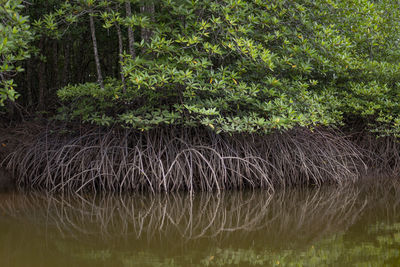 Scenic view of lake in forest