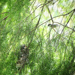 Close-up of a lizard on a tree