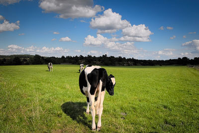 Cows grazing on field against sky