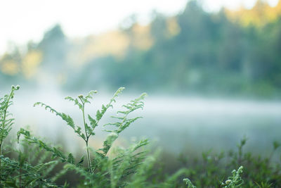 Plants growing outdoors