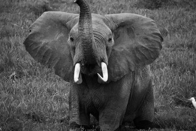 Portrait of elephant on field