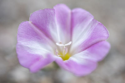 Close-up of pink crocus flower