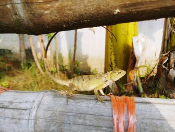 Close-up of lizard on wood