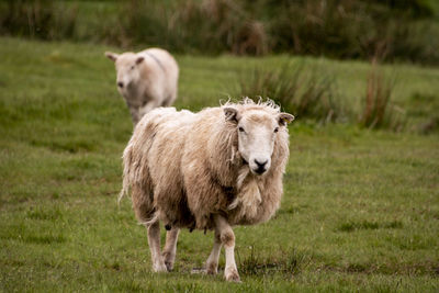 Sheep standing in a field