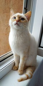 White kitten on the windowsill. background