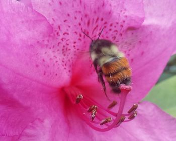 Close-up of bee on pink flower