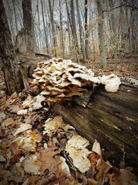 Close-up of snow on tree