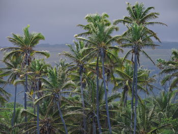 Palm trees against sky