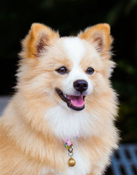 Close-up portrait of a dog