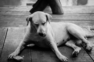 Low angle view of dog on wooden floor