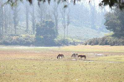 Horses grazing in a field