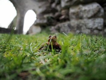 Grass growing on field