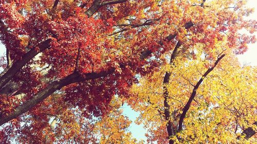 Low angle view of trees