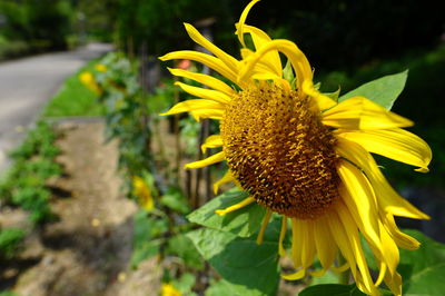 Close-up of sunflower