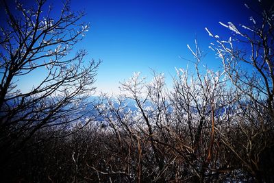 Low angle view of silhouette trees against sky