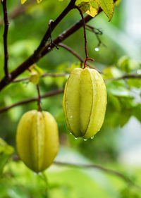 Close-up of fruits growing on tree
