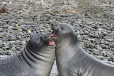 Close-up of sea lion