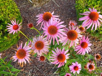 Close-up of pink flowers