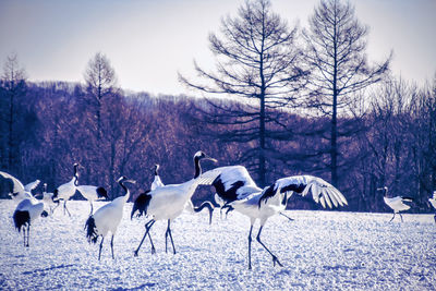 A flock of cranes on snow covered land