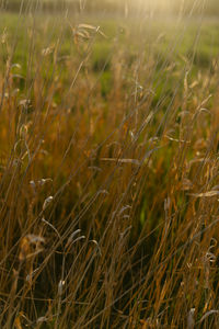 Full frame shot of crops on field