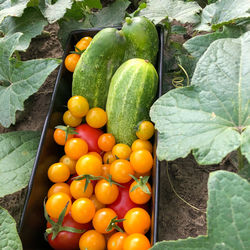 High angle view of fruits and vegetables