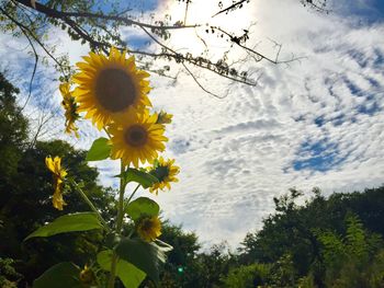 Low angle view of yellow flower tree against sky