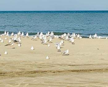 Flock of seagulls on beach