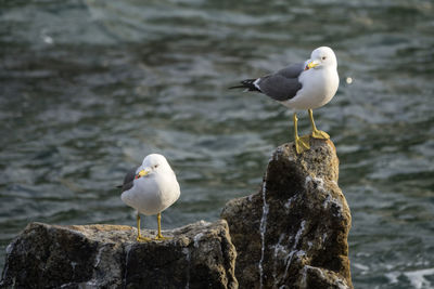 Seagulls perching on rock against sea