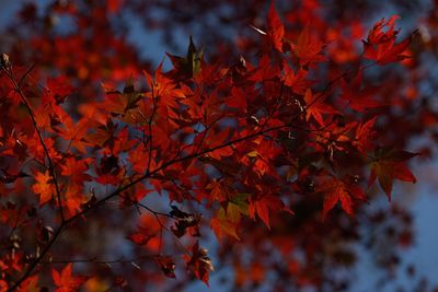 Close-up of orange leaves growing on tree