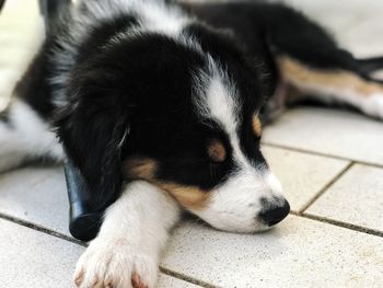 Close-up of dog sleeping on footpath