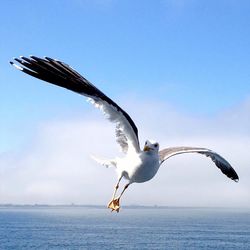 Seagull flying over water