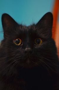 Close-up portrait of a cat