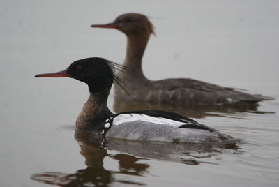 Close-up of duck swimming in lake