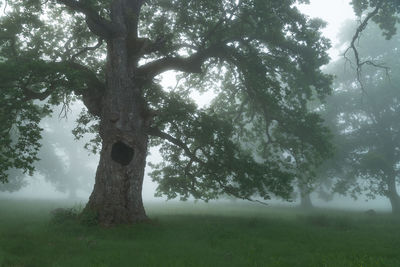 View of tree trunks in fog