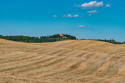 Scenic view of agricultural field against blue sky