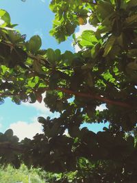 Low angle view of tree against sky on sunny day
