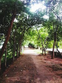 Road passing through trees