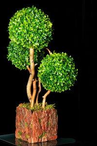 Close-up of potted plant against black background