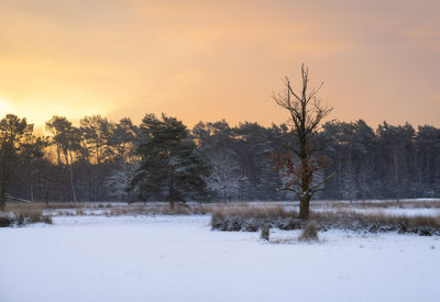 Trees on snow covered field against sky during sunset