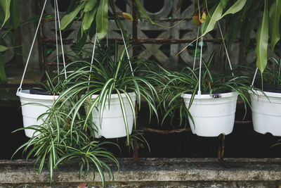 Close-up of potted plants in yard