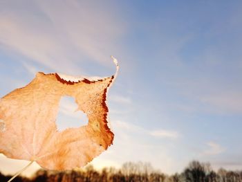 Close-up of leaf against sky