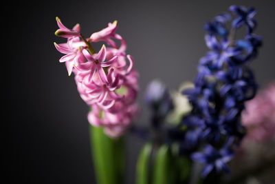 Close-up of pink flowers blooming outdoors