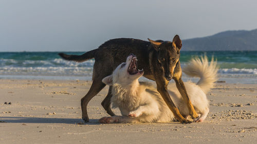 A white dog and a brown dog playing at the beach