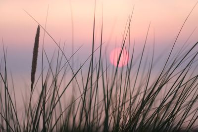 Close-up of silhouette grass on field against sky