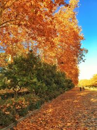 Autumn leaves on field