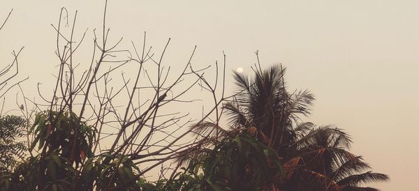 Low angle view of plants against clear sky