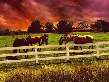 Horses grazing on field against sky during sunset